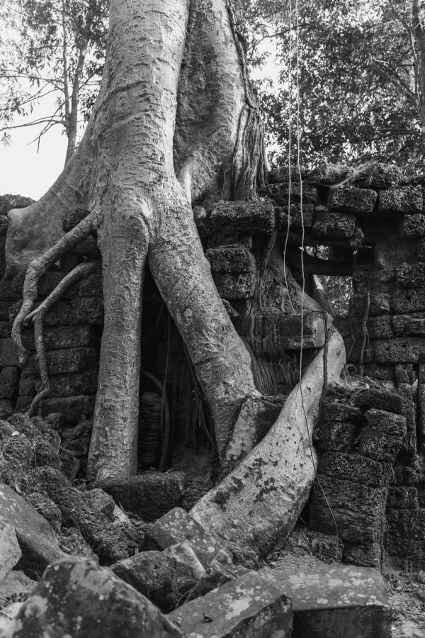 ta prohm-85.jpg